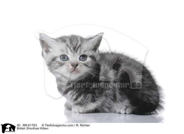 Britisch Kurzhaar Ktzchen / British Shorthair Kitten / RR-91763