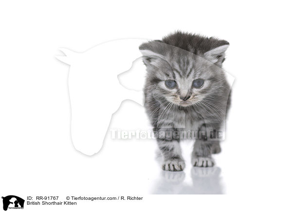 Britisch Kurzhaar Ktzchen / British Shorthair Kitten / RR-91767