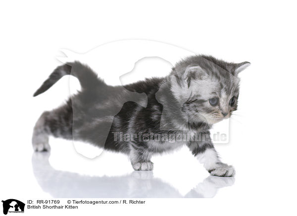 Britisch Kurzhaar Ktzchen / British Shorthair Kitten / RR-91769