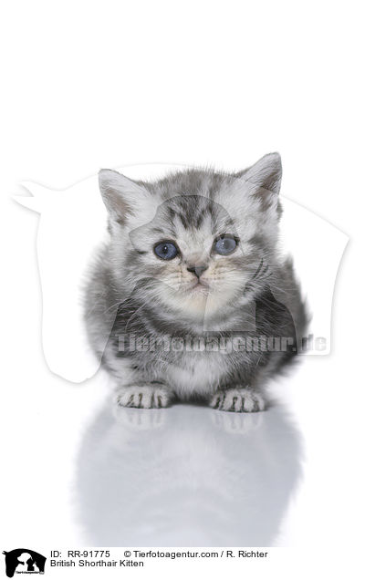 Britisch Kurzhaar Ktzchen / British Shorthair Kitten / RR-91775