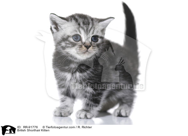 Britisch Kurzhaar Ktzchen / British Shorthair Kitten / RR-91776