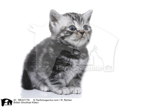 Britisch Kurzhaar Ktzchen / British Shorthair Kitten / RR-91778