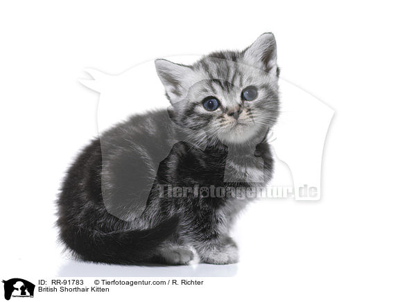Britisch Kurzhaar Ktzchen / British Shorthair Kitten / RR-91783