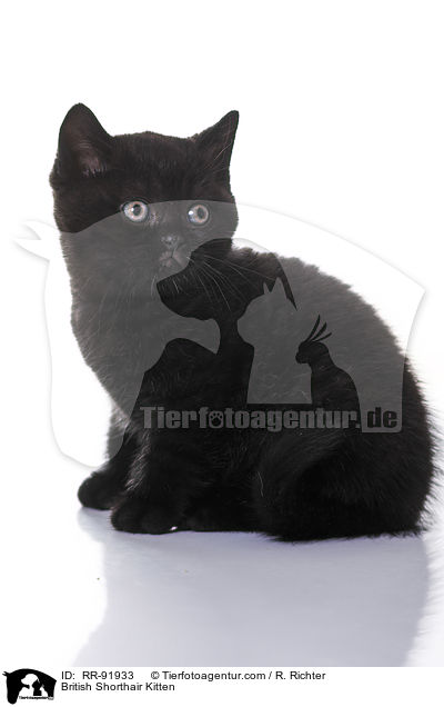 Britisch Kurzhaar Ktzchen / British Shorthair Kitten / RR-91933