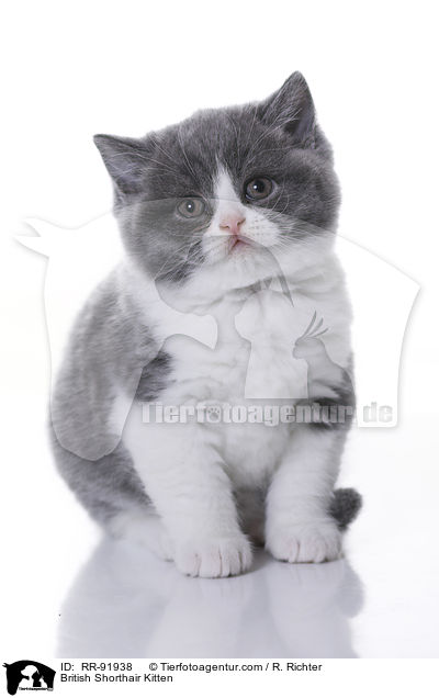 Britisch Kurzhaar Ktzchen / British Shorthair Kitten / RR-91938