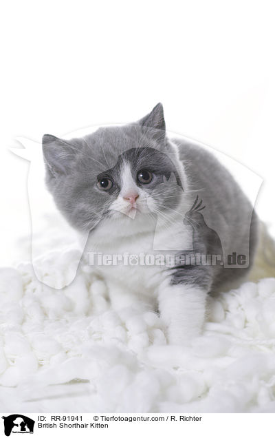 Britisch Kurzhaar Ktzchen / British Shorthair Kitten / RR-91941