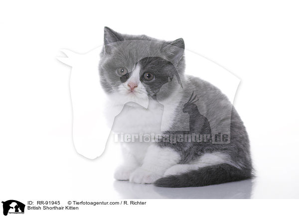 Britisch Kurzhaar Ktzchen / British Shorthair Kitten / RR-91945