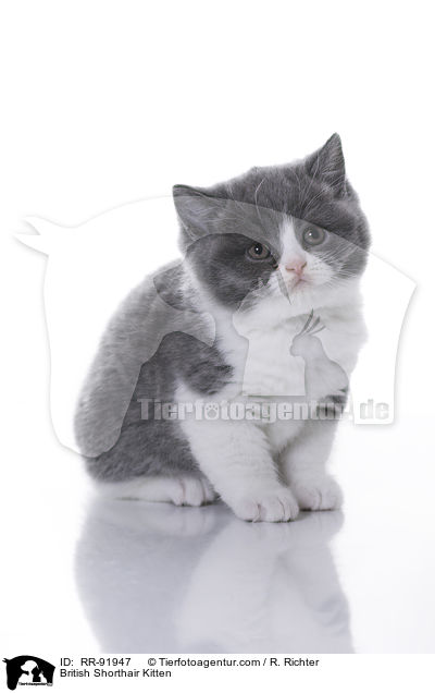 Britisch Kurzhaar Ktzchen / British Shorthair Kitten / RR-91947