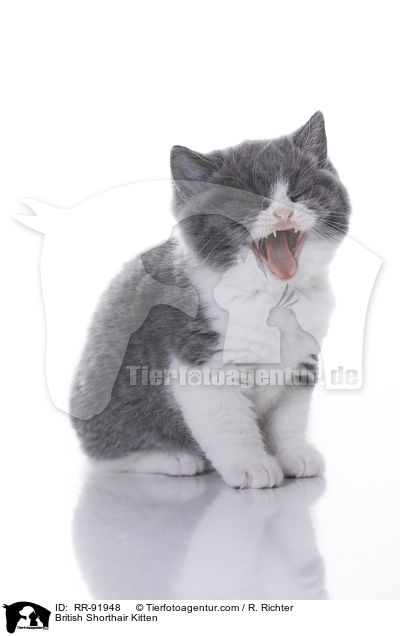 Britisch Kurzhaar Ktzchen / British Shorthair Kitten / RR-91948