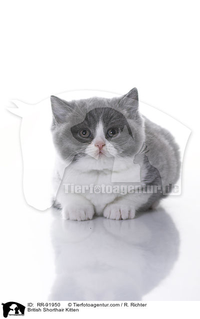 Britisch Kurzhaar Ktzchen / British Shorthair Kitten / RR-91950