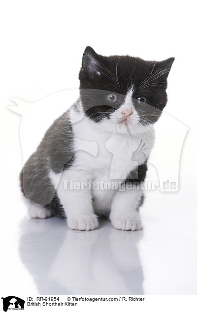 Britisch Kurzhaar Ktzchen / British Shorthair Kitten / RR-91954
