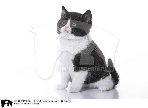 Britisch Kurzhaar Ktzchen / British Shorthair Kitten / RR-91956