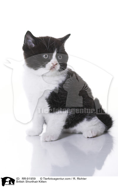 Britisch Kurzhaar Ktzchen / British Shorthair Kitten / RR-91959