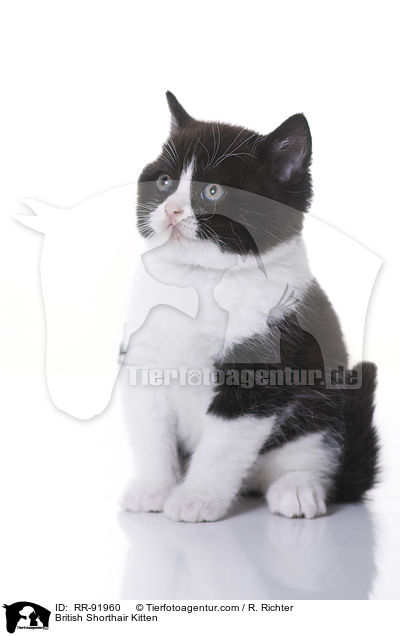 Britisch Kurzhaar Ktzchen / British Shorthair Kitten / RR-91960