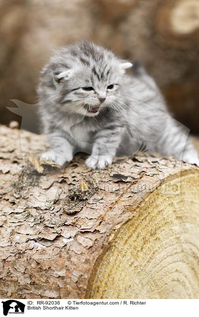 Britisch Kurzhaar Ktzchen / British Shorthair Kitten / RR-92036