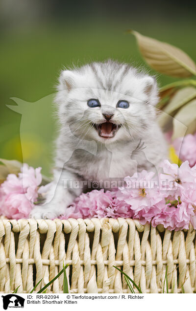 Britisch Kurzhaar Ktzchen / British Shorthair Kitten / RR-92094