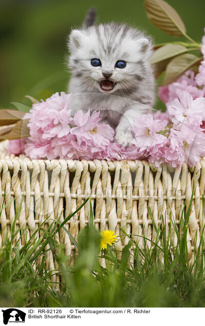Britisch Kurzhaar Ktzchen / British Shorthair Kitten / RR-92126