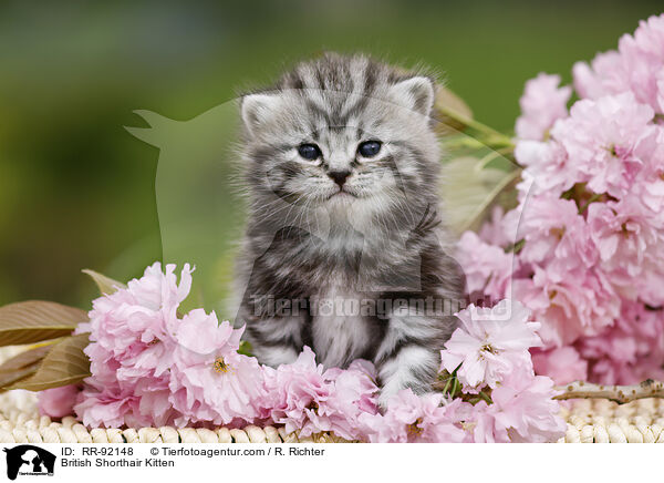 British Shorthair Kitten / RR-92148