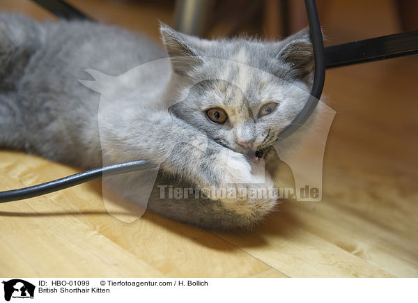 Britisch Kurzhaar Ktzchen / British Shorthair Kitten / HBO-01099