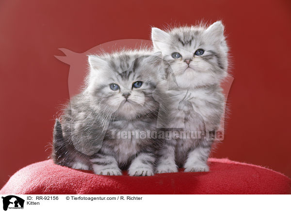 Ktzchen / Kitten / RR-92156