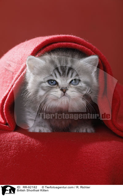 Britisch Kurzhaar Ktzchen / British Shorthair Kitten / RR-92182