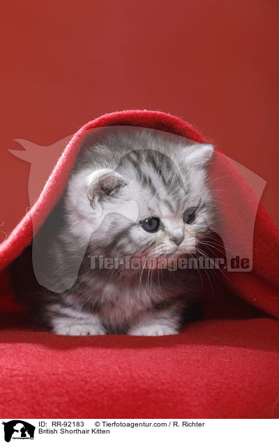Britisch Kurzhaar Ktzchen / British Shorthair Kitten / RR-92183