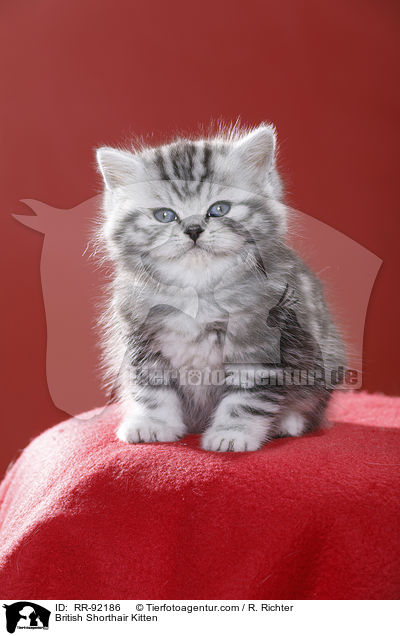 Britisch Kurzhaar Ktzchen / British Shorthair Kitten / RR-92186