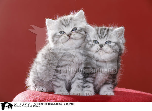 Britisch Kurzhaar Ktzchen / British Shorthair Kitten / RR-92191
