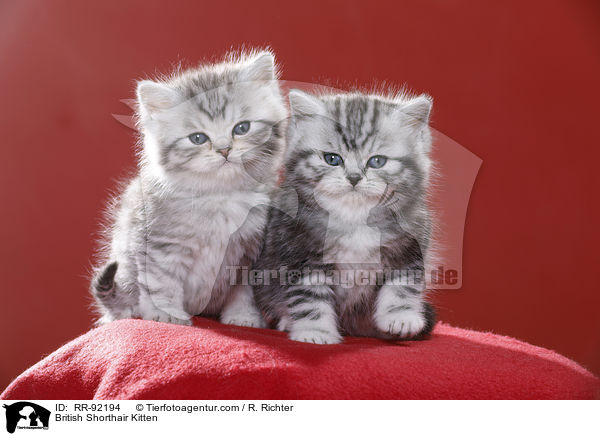 Britisch Kurzhaar Ktzchen / British Shorthair Kitten / RR-92194
