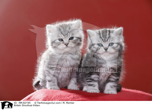 Britisch Kurzhaar Ktzchen / British Shorthair Kitten / RR-92195