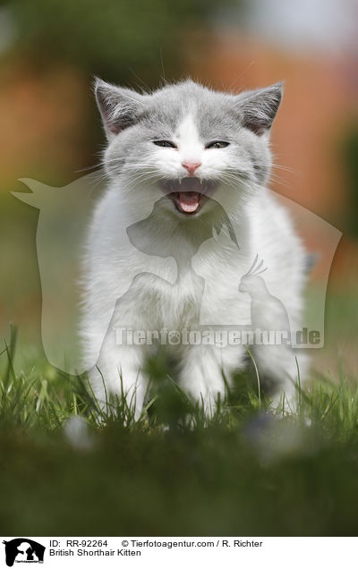 Britisch Kurzhaar Ktzchen / British Shorthair Kitten / RR-92264