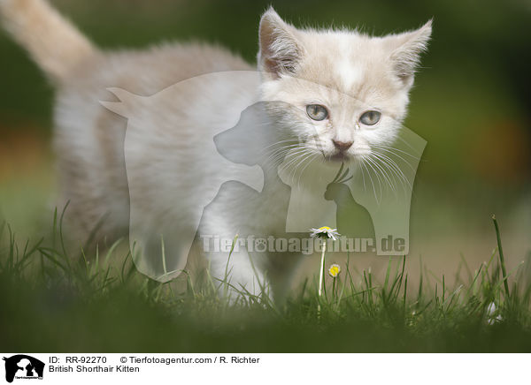Britisch Kurzhaar K�tzchen / British Shorthair Kitten / RR-92270