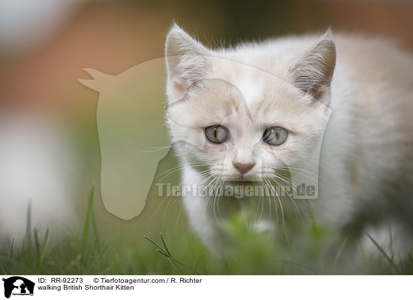 laufendes Britisch Kurzhaar K�tzchen / walking British Shorthair Kitten / RR-92273