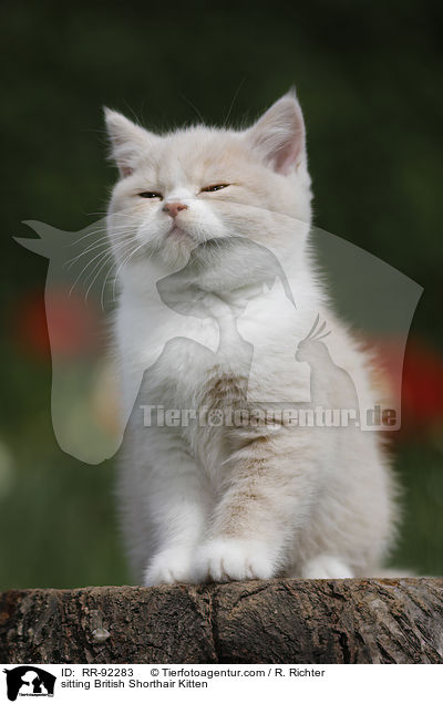 sitzendes Britisch Kurzhaar K�tzchen / sitting British Shorthair Kitten / RR-92283