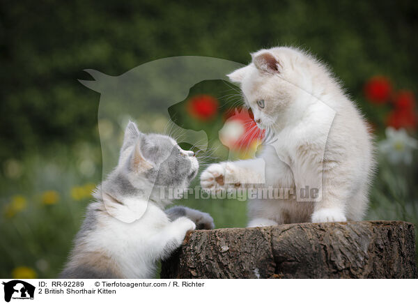 2 Britisch Kurzhaar K�tzchen / 2 British Shorthair Kitten / RR-92289