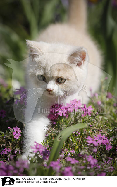laufendes Britisch Kurzhaar Ktzchen / walking British Shorthair Kitten / RR-92307