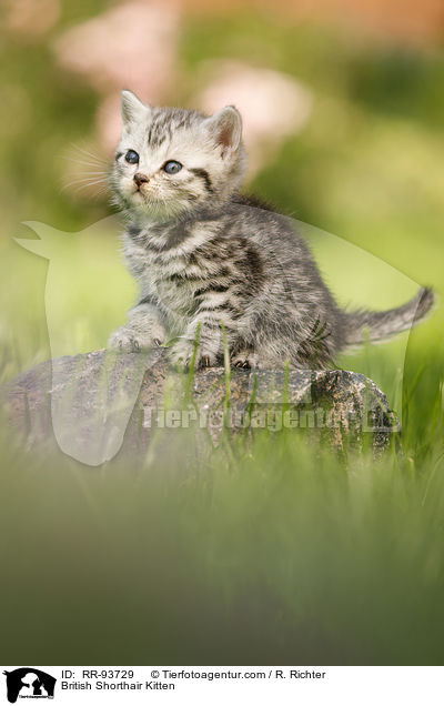 Britisch Kurzhaar Ktzchen / British Shorthair Kitten / RR-93729