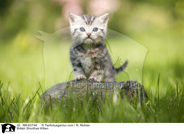 British Shorthair Kitten / RR-93746