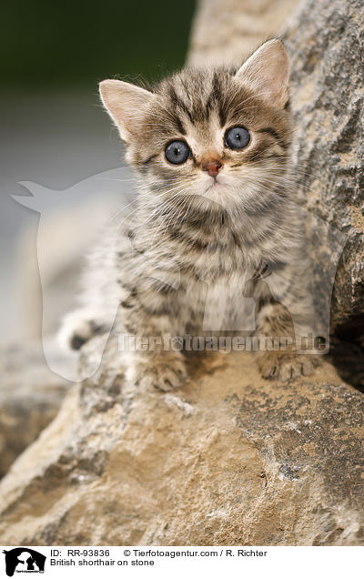 Britisch Kurzhaar auf Stein / British shorthair on stone / RR-93836