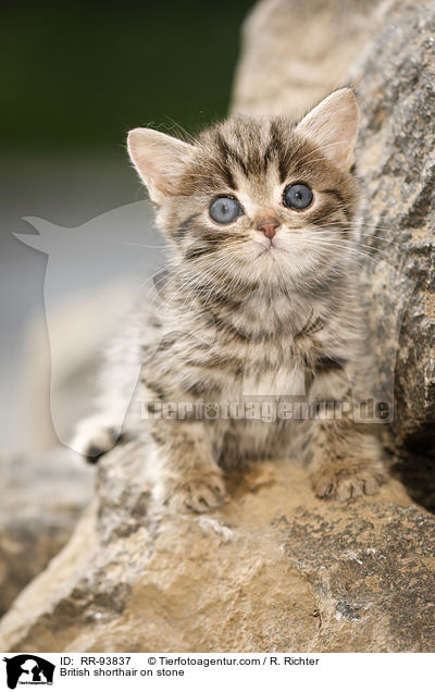 Britisch Kurzhaar auf Stein / British shorthair on stone / RR-93837