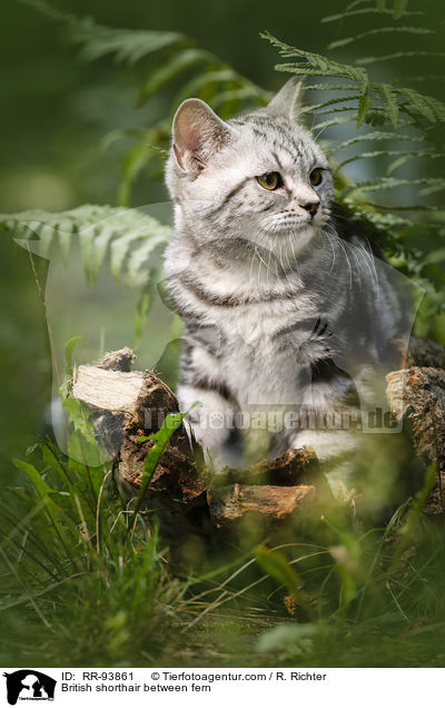 Britisch Kurzhaar zwischen Farn / British shorthair between fern / RR-93861