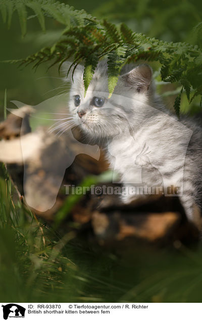 Britisch Kurzhaar Ktzchen zwischen Farn / British shorthair kitten between fern / RR-93870