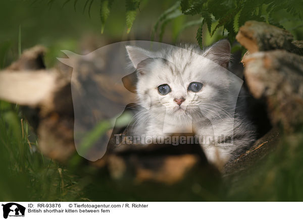 Britisch Kurzhaar Ktzchen zwischen Farn / British shorthair kitten between fern / RR-93876