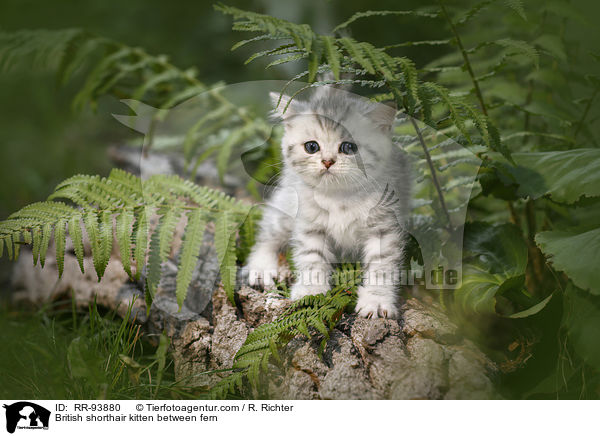 Britisch Kurzhaar Ktzchen zwischen Farn / British shorthair kitten between fern / RR-93880