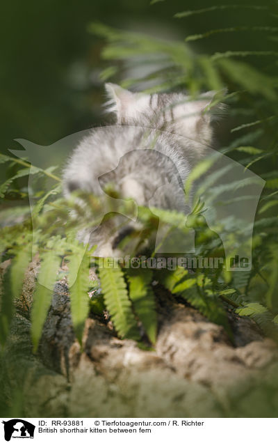 Britisch Kurzhaar Ktzchen zwischen Farn / British shorthair kitten between fern / RR-93881