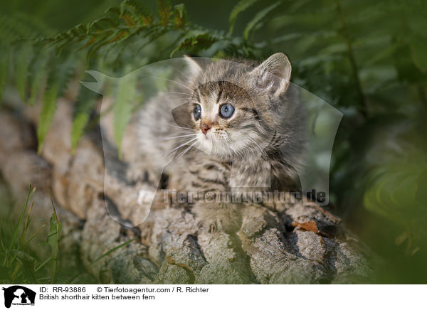 Britisch Kurzhaar Ktzchen zwischen Farn / British shorthair kitten between fern / RR-93886