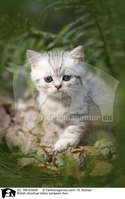 Britisch Kurzhaar Ktzchen zwischen Farn / British shorthair kitten between fern / RR-93888