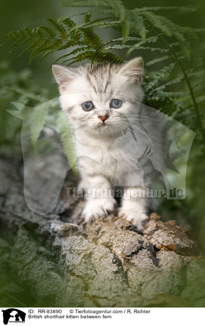 British shorthair kitten between fern / RR-93890