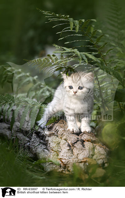 Britisch Kurzhaar Ktzchen zwischen Farn / British shorthair kitten between fern / RR-93897