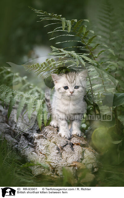 British shorthair kitten between fern / RR-93901